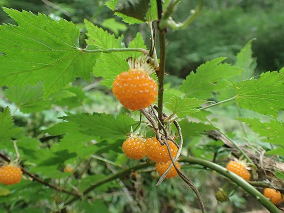 キイチゴ(モミジイチゴ)を採ろう! おいしい山菜&きのこ図鑑
