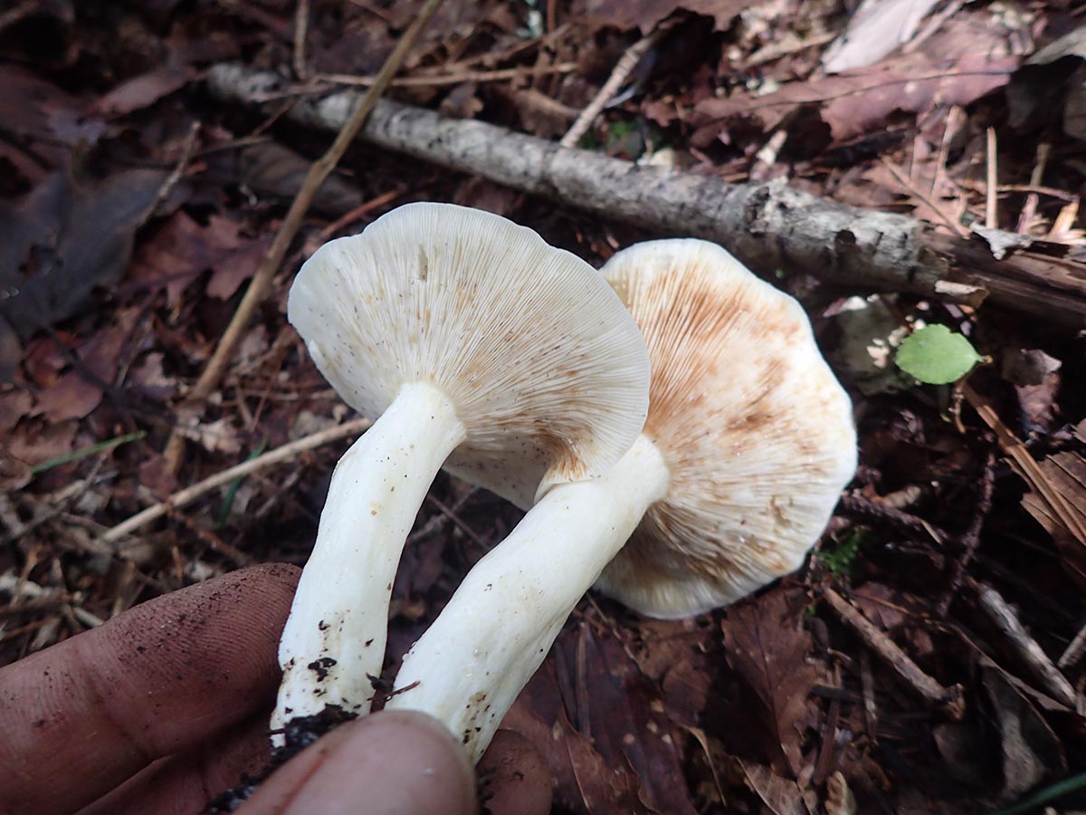 チチタケを採ろう！ おいしい山菜＆きのこ図鑑