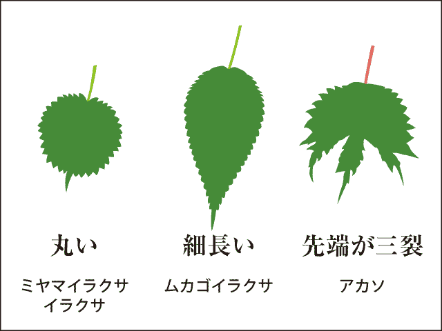アイコ ミヤマイラクサ を採ろう おいしい山菜 きのこ図鑑