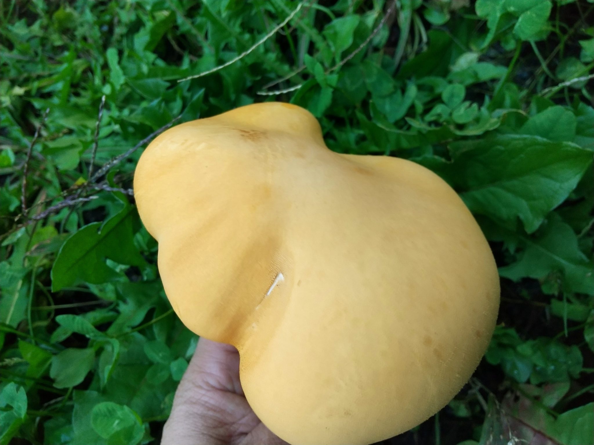 コガネタケを採ろう! おいしい山菜&きのこ図鑑